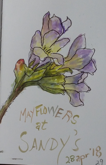 Mayflowers